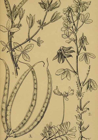 Reproducción/Reproduction 49579753537: Die Pflanzenwelt Dalmatiens /. Leipzig :W. Klinkhardt,1911.. 