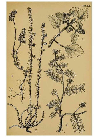 Reproducción/Reproduction 49579529431: Die Pflanzenwelt Dalmatiens /. Leipzig :W. Klinkhardt,1911.. 