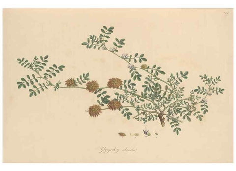 Reproducción/Reproduction 49580040442: Flora Graeca, sive, Plantarum rariorum historia, quas in provinciis aut insulis Graeciae /. Londini :Typis Richardi Taylor et socii, in Vico Shoe-Lane :MDCCCVI-MDCCCXL [1806-1840].. 