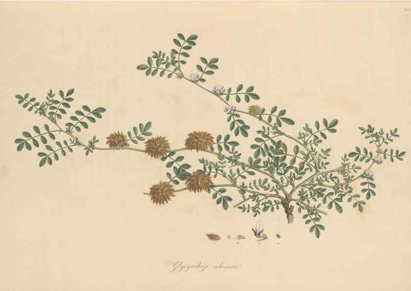 Reproducción/Reproduction 49580040442: Flora Graeca, sive, Plantarum rariorum historia, quas in provinciis aut insulis Graeciae /. Londini :Typis Richardi Taylor et socii, in Vico Shoe-Lane :MDCCCVI-MDCCCXL [1806-1840].. 