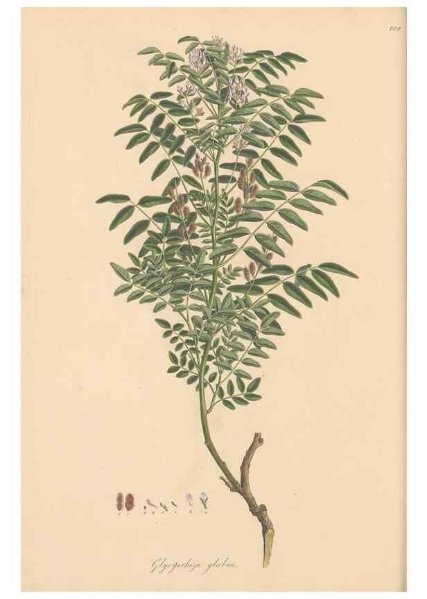 Reproducción/Reproduction 49579814356: Flora Graeca, sive, Plantarum rariorum historia, quas in provinciis aut insulis Graeciae /. Londini :Typis Richardi Taylor et socii, in Vico Shoe-Lane :MDCCCVI-MDCCCXL [1806-1840].. 