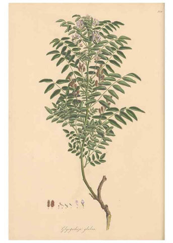 Reproducción/Reproduction 49579814356: Flora Graeca, sive, Plantarum rariorum historia, quas in provinciis aut insulis Graeciae /. Londini :Typis Richardi Taylor et socii, in Vico Shoe-Lane :MDCCCVI-MDCCCXL [1806-1840].. 