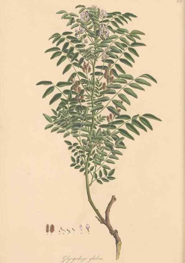 Reproducción/Reproduction 49579814356: Flora Graeca, sive, Plantarum rariorum historia, quas in provinciis aut insulis Graeciae /. Londini :Typis Richardi Taylor et socii, in Vico Shoe-Lane :MDCCCVI-MDCCCXL [1806-1840].. 