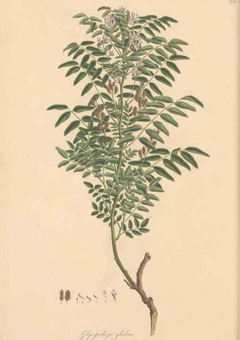 Reproducción/Reproduction 49579814356: Flora Graeca, sive, Plantarum rariorum historia, quas in provinciis aut insulis Graeciae /. Londini :Typis Richardi Taylor et socii, in Vico Shoe-Lane :MDCCCVI-MDCCCXL [1806-1840].. 