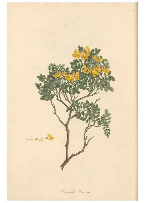 Reproducción/Reproduction 49580041062: Flora Graeca, sive, Plantarum rariorum historia, quas in provinciis aut insulis Graeciae /. Londini :Typis Richardi Taylor et socii, in Vico Shoe-Lane :MDCCCVI-MDCCCXL [1806-1840].. 