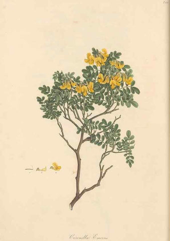 Reproducción/Reproduction 49580041062: Flora Graeca, sive, Plantarum rariorum historia, quas in provinciis aut insulis Graeciae /. Londini :Typis Richardi Taylor et socii, in Vico Shoe-Lane :MDCCCVI-MDCCCXL [1806-1840].. 