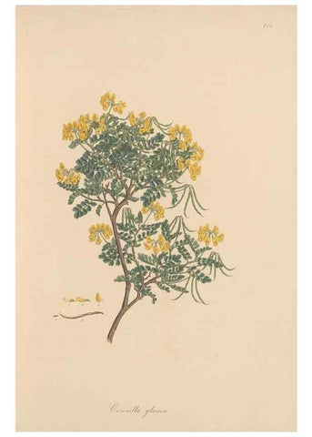 Reproducción/Reproduction 49580041412: Flora Graeca, sive, Plantarum rariorum historia, quas in provinciis aut insulis Graeciae /. Londini :Typis Richardi Taylor et socii, in Vico Shoe-Lane :MDCCCVI-MDCCCXL [1806-1840].. 