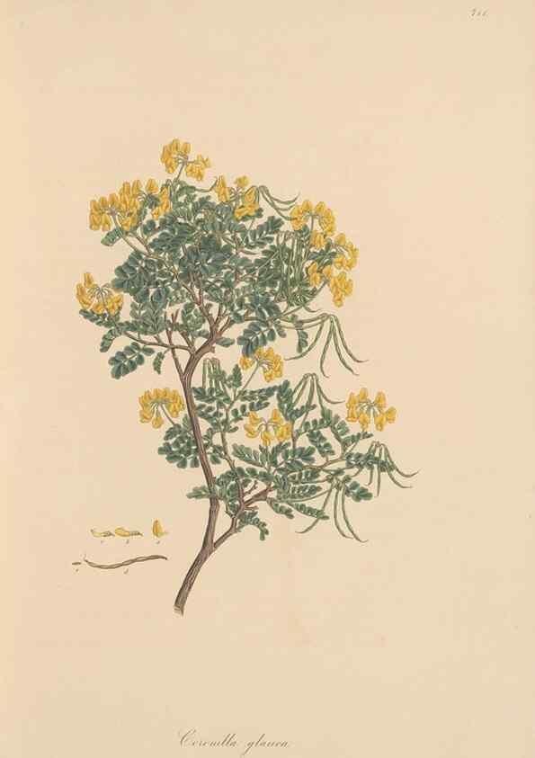Reproducción/Reproduction 49580041412: Flora Graeca, sive, Plantarum rariorum historia, quas in provinciis aut insulis Graeciae /. Londini :Typis Richardi Taylor et socii, in Vico Shoe-Lane :MDCCCVI-MDCCCXL [1806-1840].. 