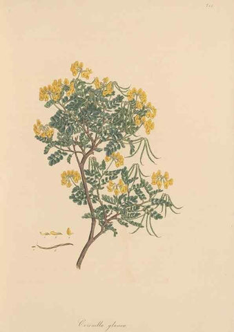 Reproducción/Reproduction 49580041412: Flora Graeca, sive, Plantarum rariorum historia, quas in provinciis aut insulis Graeciae /. Londini :Typis Richardi Taylor et socii, in Vico Shoe-Lane :MDCCCVI-MDCCCXL [1806-1840].. 