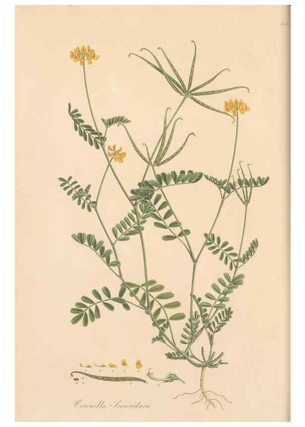 Reproducción/Reproduction 49580041672: Flora Graeca, sive, Plantarum rariorum historia, quas in provinciis aut insulis Graeciae /. Londini :Typis Richardi Taylor et socii, in Vico Shoe-Lane :MDCCCVI-MDCCCXL [1806-1840].. 