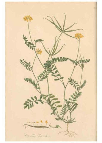 Reproducción/Reproduction 49580041672: Flora Graeca, sive, Plantarum rariorum historia, quas in provinciis aut insulis Graeciae /. Londini :Typis Richardi Taylor et socii, in Vico Shoe-Lane :MDCCCVI-MDCCCXL [1806-1840].. 