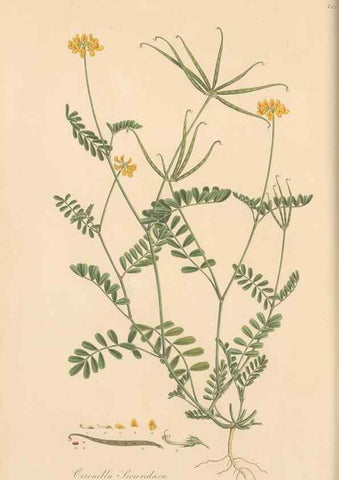 Reproducción/Reproduction 49580041672: Flora Graeca, sive, Plantarum rariorum historia, quas in provinciis aut insulis Graeciae /. Londini :Typis Richardi Taylor et socii, in Vico Shoe-Lane :MDCCCVI-MDCCCXL [1806-1840].. 