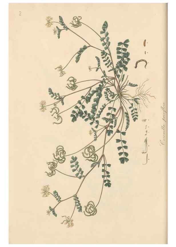 Reproducción/Reproduction 49579311893: Flora Graeca, sive, Plantarum rariorum historia, quas in provinciis aut insulis Graeciae /. Londini :Typis Richardi Taylor et socii, in Vico Shoe-Lane :MDCCCVI-MDCCCXL [1806-1840].. 