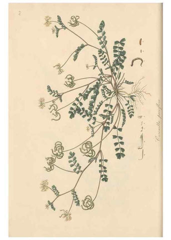 Reproducción/Reproduction 49579311893: Flora Graeca, sive, Plantarum rariorum historia, quas in provinciis aut insulis Graeciae /. Londini :Typis Richardi Taylor et socii, in Vico Shoe-Lane :MDCCCVI-MDCCCXL [1806-1840].. 