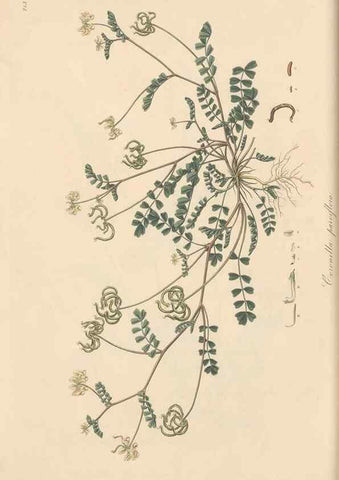 Reproducción/Reproduction 49579311893: Flora Graeca, sive, Plantarum rariorum historia, quas in provinciis aut insulis Graeciae /. Londini :Typis Richardi Taylor et socii, in Vico Shoe-Lane :MDCCCVI-MDCCCXL [1806-1840].. 