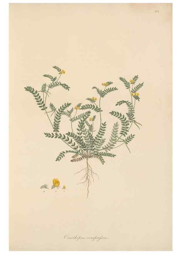 Reproducción/Reproduction 49580042372: Flora Graeca, sive, Plantarum rariorum historia, quas in provinciis aut insulis Graeciae /. Londini :Typis Richardi Taylor et socii, in Vico Shoe-Lane :MDCCCVI-MDCCCXL [1806-1840].. 