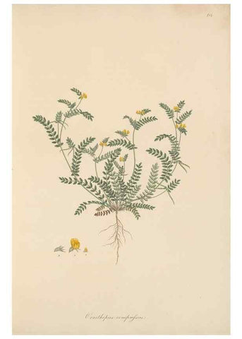 Reproducción/Reproduction 49580042372: Flora Graeca, sive, Plantarum rariorum historia, quas in provinciis aut insulis Graeciae /. Londini :Typis Richardi Taylor et socii, in Vico Shoe-Lane :MDCCCVI-MDCCCXL [1806-1840].. 