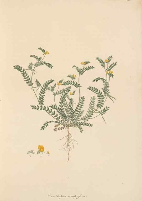 Reproducción/Reproduction 49580042372: Flora Graeca, sive, Plantarum rariorum historia, quas in provinciis aut insulis Graeciae /. Londini :Typis Richardi Taylor et socii, in Vico Shoe-Lane :MDCCCVI-MDCCCXL [1806-1840].. 