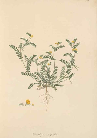 Reproducción/Reproduction 49580042372: Flora Graeca, sive, Plantarum rariorum historia, quas in provinciis aut insulis Graeciae /. Londini :Typis Richardi Taylor et socii, in Vico Shoe-Lane :MDCCCVI-MDCCCXL [1806-1840].. 