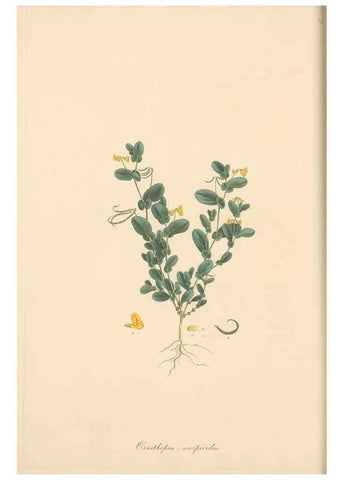 Reproducción/Reproduction 49579816111: Flora Graeca, sive, Plantarum rariorum historia, quas in provinciis aut insulis Graeciae /. Londini :Typis Richardi Taylor et socii, in Vico Shoe-Lane :MDCCCVI-MDCCCXL [1806-1840].. 