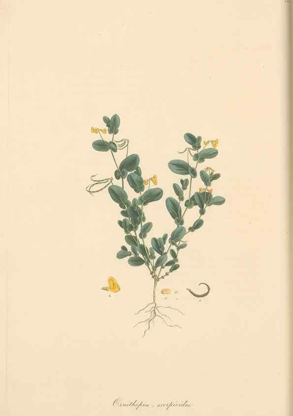 Reproducción/Reproduction 49579816111: Flora Graeca, sive, Plantarum rariorum historia, quas in provinciis aut insulis Graeciae /. Londini :Typis Richardi Taylor et socii, in Vico Shoe-Lane :MDCCCVI-MDCCCXL [1806-1840].. 