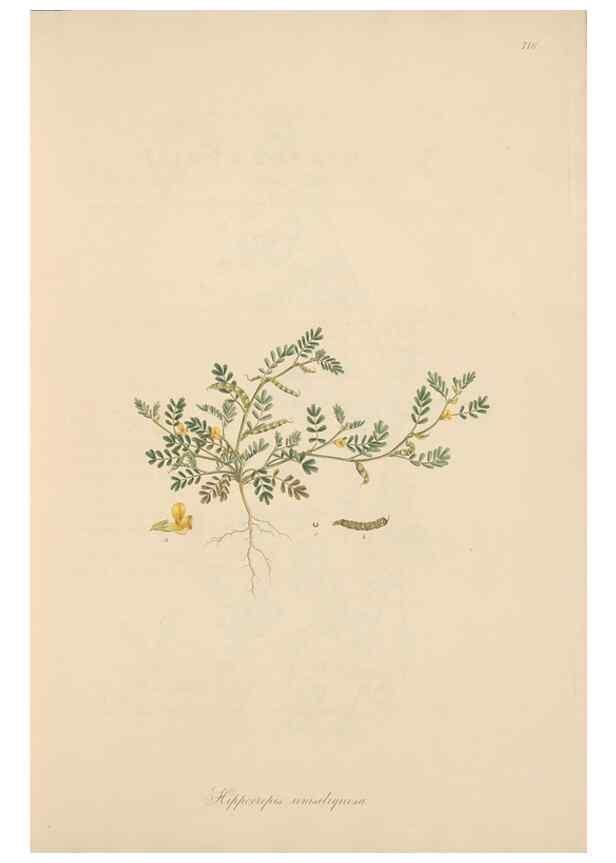 Reproducción/Reproduction 49579312943: Flora Graeca, sive, Plantarum rariorum historia, quas in provinciis aut insulis Graeciae /. Londini :Typis Richardi Taylor et socii, in Vico Shoe-Lane :MDCCCVI-MDCCCXL [1806-1840].. 
