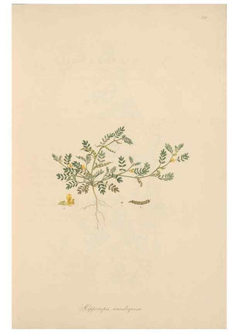 Reproducción/Reproduction 49579312943: Flora Graeca, sive, Plantarum rariorum historia, quas in provinciis aut insulis Graeciae /. Londini :Typis Richardi Taylor et socii, in Vico Shoe-Lane :MDCCCVI-MDCCCXL [1806-1840].. 