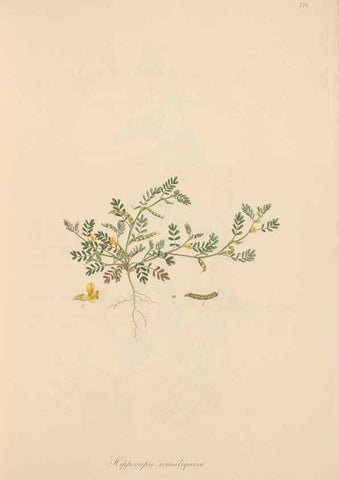 Reproducción/Reproduction 49579312943: Flora Graeca, sive, Plantarum rariorum historia, quas in provinciis aut insulis Graeciae /. Londini :Typis Richardi Taylor et socii, in Vico Shoe-Lane :MDCCCVI-MDCCCXL [1806-1840].. 