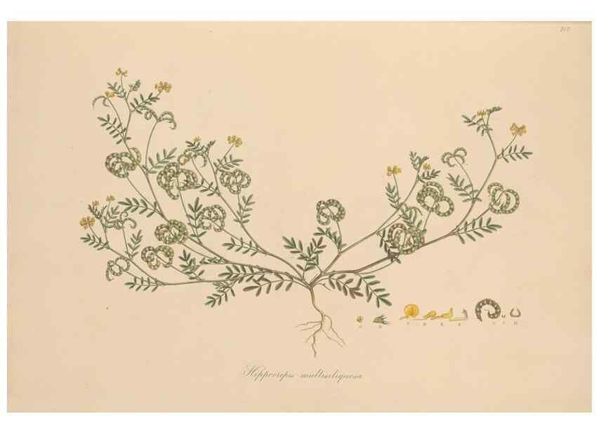 Reproducción/Reproduction 49580043462: Flora Graeca, sive, Plantarum rariorum historia, quas in provinciis aut insulis Graeciae /. Londini :Typis Richardi Taylor et socii, in Vico Shoe-Lane :MDCCCVI-MDCCCXL [1806-1840].. 