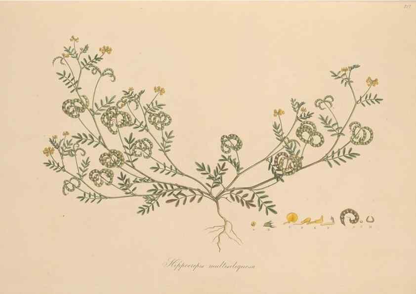 Reproducción/Reproduction 49580043462: Flora Graeca, sive, Plantarum rariorum historia, quas in provinciis aut insulis Graeciae /. Londini :Typis Richardi Taylor et socii, in Vico Shoe-Lane :MDCCCVI-MDCCCXL [1806-1840].. 