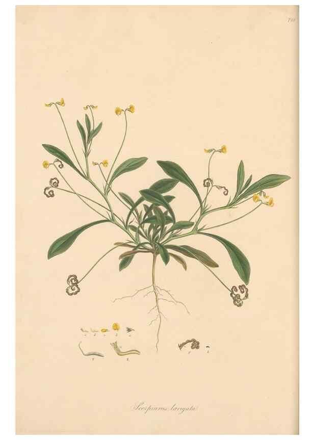 Reproducción/Reproduction 49580043787: Flora Graeca, sive, Plantarum rariorum historia, quas in provinciis aut insulis Graeciae /. Londini :Typis Richardi Taylor et socii, in Vico Shoe-Lane :MDCCCVI-MDCCCXL [1806-1840].. 