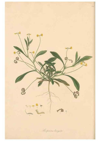 Reproducción/Reproduction 49580043787: Flora Graeca, sive, Plantarum rariorum historia, quas in provinciis aut insulis Graeciae /. Londini :Typis Richardi Taylor et socii, in Vico Shoe-Lane :MDCCCVI-MDCCCXL [1806-1840].. 