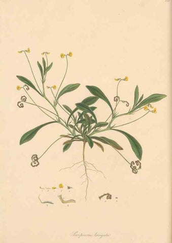 Reproducción/Reproduction 49580043787: Flora Graeca, sive, Plantarum rariorum historia, quas in provinciis aut insulis Graeciae /. Londini :Typis Richardi Taylor et socii, in Vico Shoe-Lane :MDCCCVI-MDCCCXL [1806-1840].. 