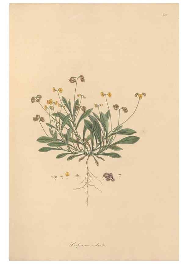 Reproducción/Reproduction 49579314098: Flora Graeca, sive, Plantarum rariorum historia, quas in provinciis aut insulis Graeciae /. Londini :Typis Richardi Taylor et socii, in Vico Shoe-Lane :MDCCCVI-MDCCCXL [1806-1840].. 