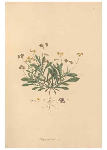 Reproducción/Reproduction 49579314098: Flora Graeca, sive, Plantarum rariorum historia, quas in provinciis aut insulis Graeciae /. Londini :Typis Richardi Taylor et socii, in Vico Shoe-Lane :MDCCCVI-MDCCCXL [1806-1840].. 