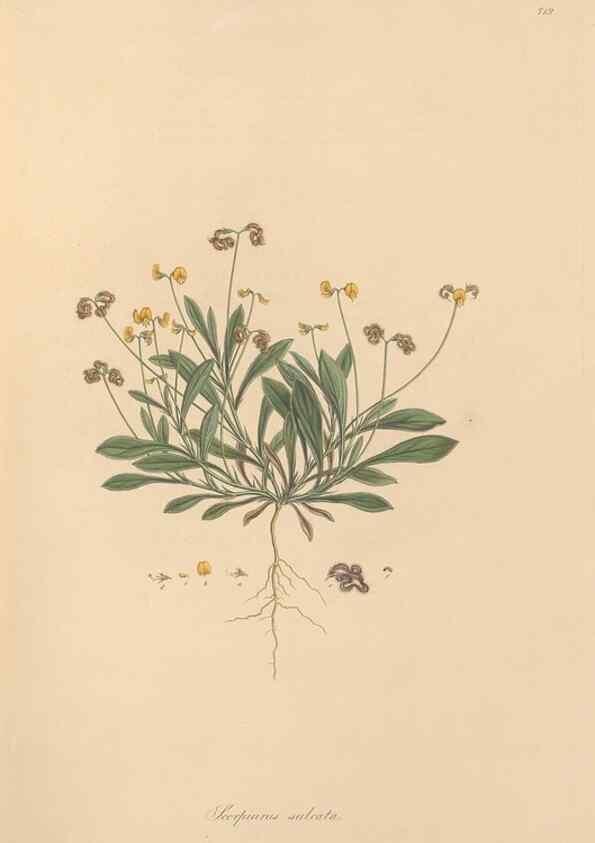 Reproducción/Reproduction 49579314098: Flora Graeca, sive, Plantarum rariorum historia, quas in provinciis aut insulis Graeciae /. Londini :Typis Richardi Taylor et socii, in Vico Shoe-Lane :MDCCCVI-MDCCCXL [1806-1840].. 
