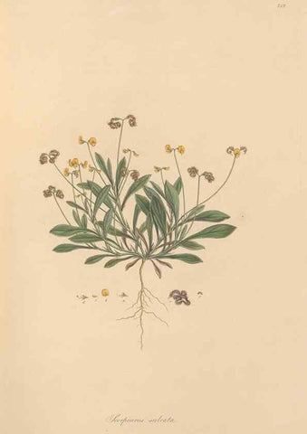 Reproducción/Reproduction 49579314098: Flora Graeca, sive, Plantarum rariorum historia, quas in provinciis aut insulis Graeciae /. Londini :Typis Richardi Taylor et socii, in Vico Shoe-Lane :MDCCCVI-MDCCCXL [1806-1840].. 