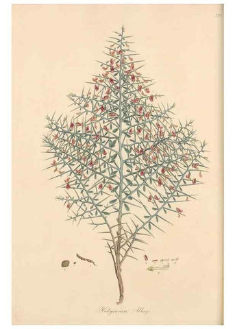 Reproducción/Reproduction 49579314428: Flora Graeca, sive, Plantarum rariorum historia, quas in provinciis aut insulis Graeciae /. Londini :Typis Richardi Taylor et socii, in Vico Shoe-Lane :MDCCCVI-MDCCCXL [1806-1840].. 