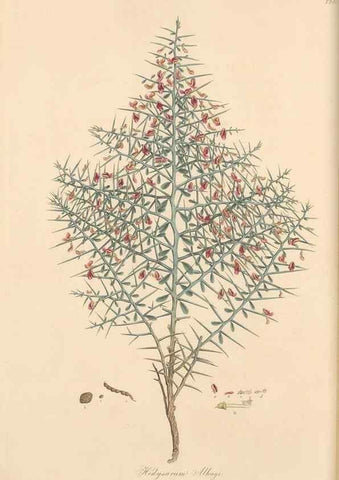 Reproducción/Reproduction 49579314428: Flora Graeca, sive, Plantarum rariorum historia, quas in provinciis aut insulis Graeciae /. Londini :Typis Richardi Taylor et socii, in Vico Shoe-Lane :MDCCCVI-MDCCCXL [1806-1840].. 