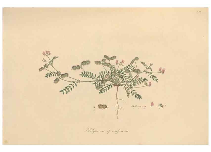Reproducción/Reproduction 49579818136: Flora Graeca, sive, Plantarum rariorum historia, quas in provinciis aut insulis Graeciae /. Londini :Typis Richardi Taylor et socii, in Vico Shoe-Lane :MDCCCVI-MDCCCXL [1806-1840].. 