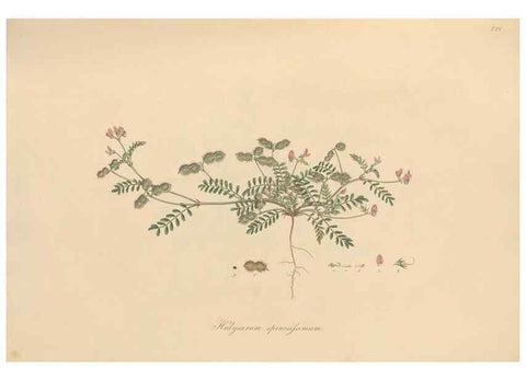 Reproducción/Reproduction 49579818136: Flora Graeca, sive, Plantarum rariorum historia, quas in provinciis aut insulis Graeciae /. Londini :Typis Richardi Taylor et socii, in Vico Shoe-Lane :MDCCCVI-MDCCCXL [1806-1840].. 