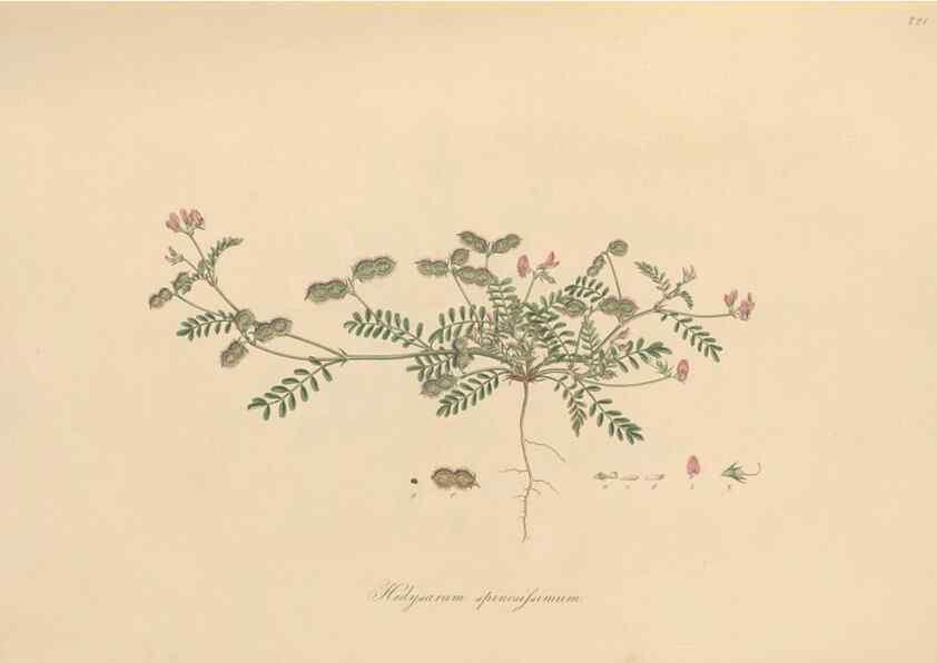 Reproducción/Reproduction 49579818136: Flora Graeca, sive, Plantarum rariorum historia, quas in provinciis aut insulis Graeciae /. Londini :Typis Richardi Taylor et socii, in Vico Shoe-Lane :MDCCCVI-MDCCCXL [1806-1840].. 