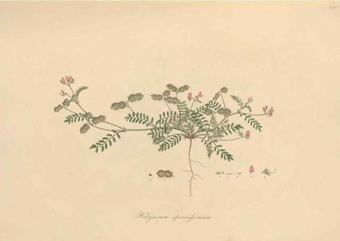 Reproducción/Reproduction 49579818136: Flora Graeca, sive, Plantarum rariorum historia, quas in provinciis aut insulis Graeciae /. Londini :Typis Richardi Taylor et socii, in Vico Shoe-Lane :MDCCCVI-MDCCCXL [1806-1840].. 