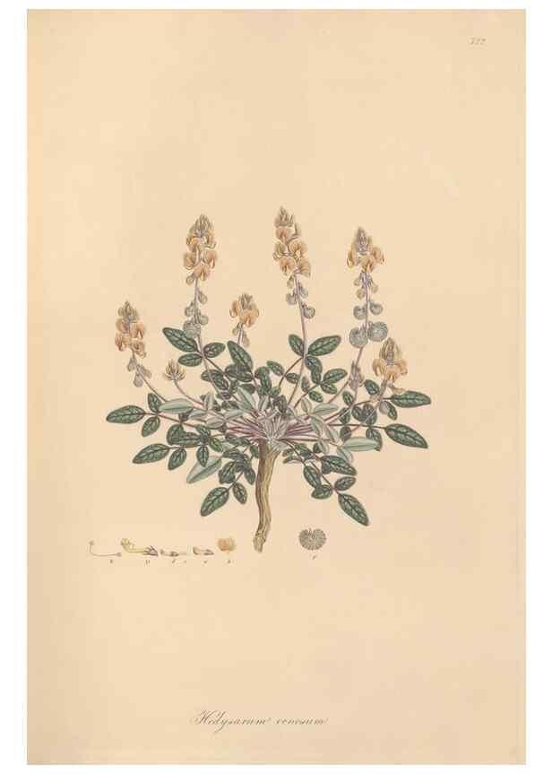 Reproducción/Reproduction 49579818416: Flora Graeca, sive, Plantarum rariorum historia, quas in provinciis aut insulis Graeciae /. Londini :Typis Richardi Taylor et socii, in Vico Shoe-Lane :MDCCCVI-MDCCCXL [1806-1840].. 
