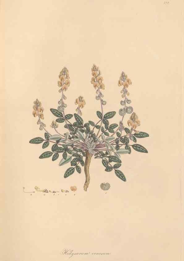 Reproducción/Reproduction 49579818416: Flora Graeca, sive, Plantarum rariorum historia, quas in provinciis aut insulis Graeciae /. Londini :Typis Richardi Taylor et socii, in Vico Shoe-Lane :MDCCCVI-MDCCCXL [1806-1840].. 