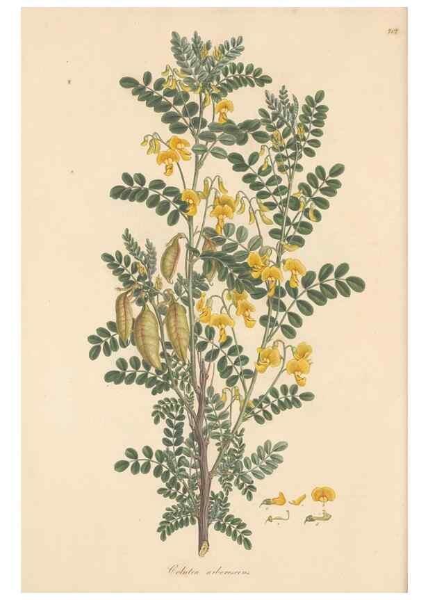 Reproducción/Reproduction 49579813701: Flora Graeca, sive, Plantarum rariorum historia, quas in provinciis aut insulis Graeciae /. Londini :Typis Richardi Taylor et socii, in Vico Shoe-Lane :MDCCCVI-MDCCCXL [1806-1840].. 