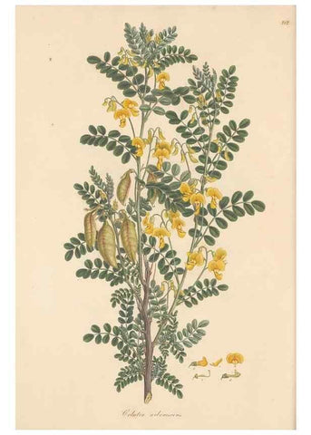 Reproducción/Reproduction 49579813701: Flora Graeca, sive, Plantarum rariorum historia, quas in provinciis aut insulis Graeciae /. Londini :Typis Richardi Taylor et socii, in Vico Shoe-Lane :MDCCCVI-MDCCCXL [1806-1840].. 