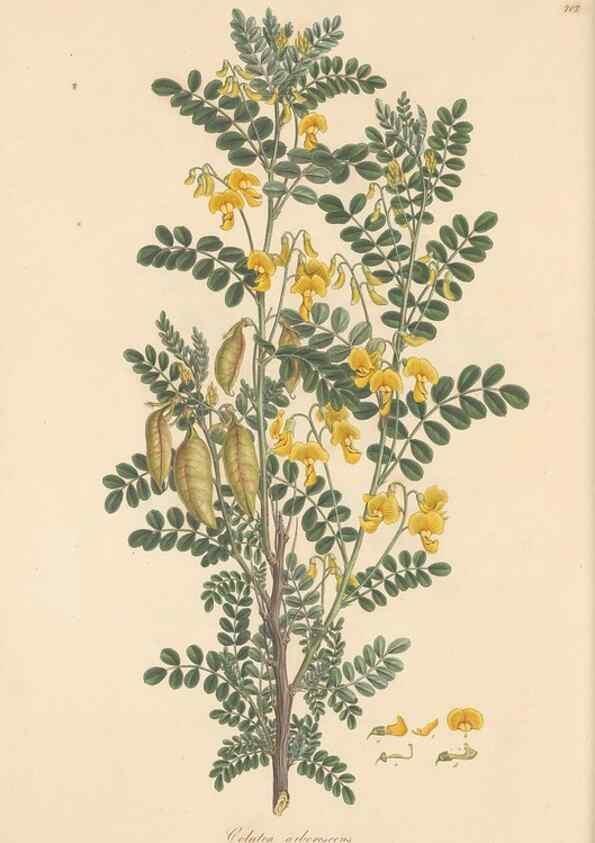 Reproducción/Reproduction 49579813701: Flora Graeca, sive, Plantarum rariorum historia, quas in provinciis aut insulis Graeciae /. Londini :Typis Richardi Taylor et socii, in Vico Shoe-Lane :MDCCCVI-MDCCCXL [1806-1840].. 