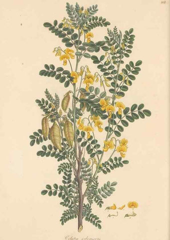 Reproducción/Reproduction 49579813701: Flora Graeca, sive, Plantarum rariorum historia, quas in provinciis aut insulis Graeciae /. Londini :Typis Richardi Taylor et socii, in Vico Shoe-Lane :MDCCCVI-MDCCCXL [1806-1840].. 