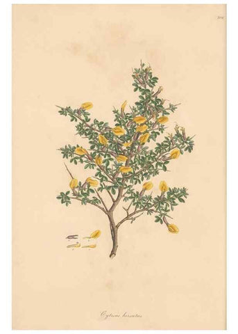 Reproducción/Reproduction 49580039817: Flora Graeca, sive, Plantarum rariorum historia, quas in provinciis aut insulis Graeciae /. Londini :Typis Richardi Taylor et socii, in Vico Shoe-Lane :MDCCCVI-MDCCCXL [1806-1840].. 